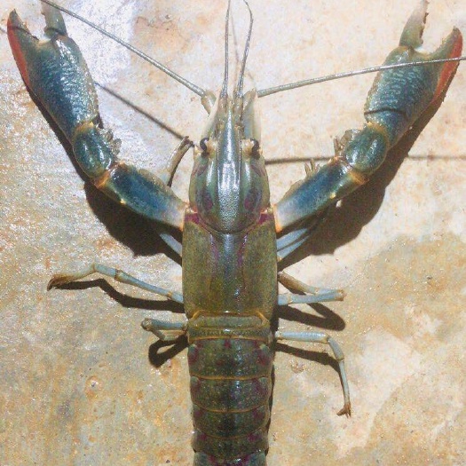 海口 海南富硒澳洲淡水龙虾，现有1.2到2两的成虾供货