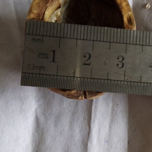 长治薄皮核桃 去皮 散装 30mm以上