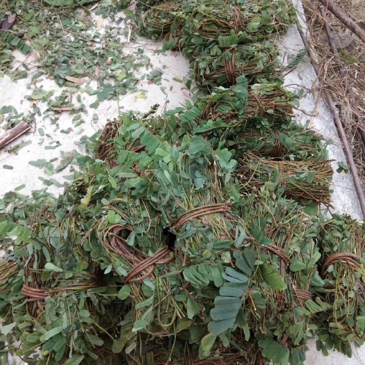 和平县 鸡骨草 带叶特新鲜