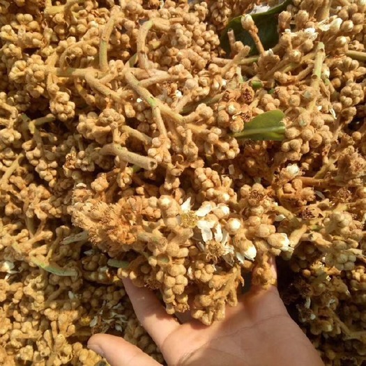 和平县枇杷花茶 枇杷花，枇杷花蕾 清热润肺