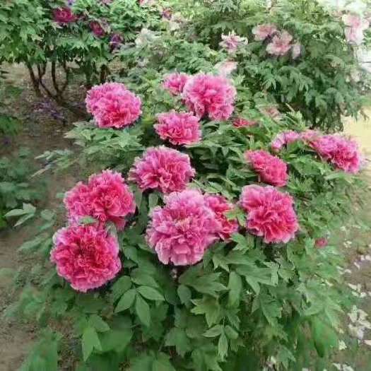 洛阳 洛阳市土桥村观赏牡丹出售