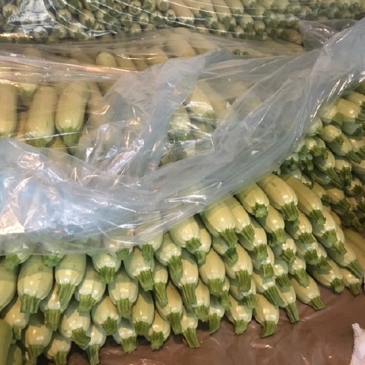 青州市绿皮西葫芦 混装通货