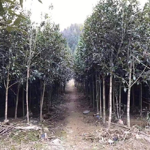 建瓯市普通桂花树