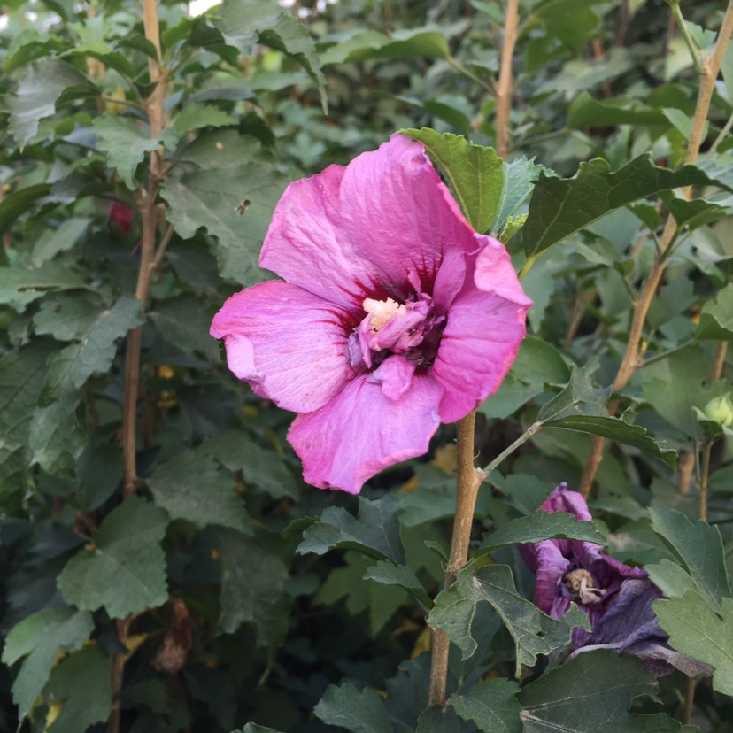 木槿花花苗 木槿花苗 大木槿花苗