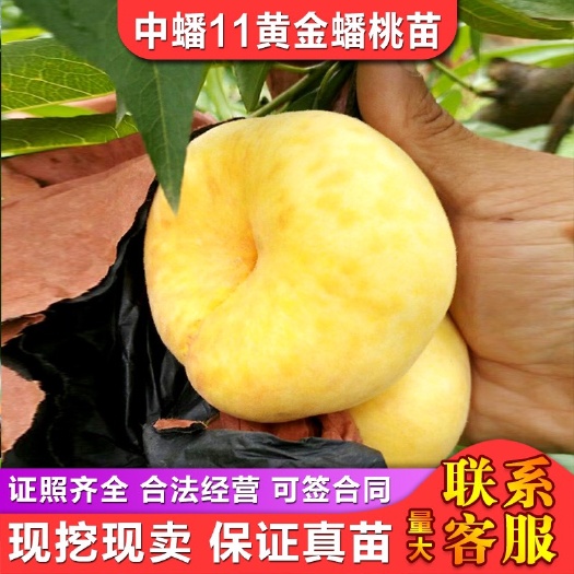 益阳中蟠11号桃树苗  中蟠11号黄金蟠桃苗南方适宜桃树苗