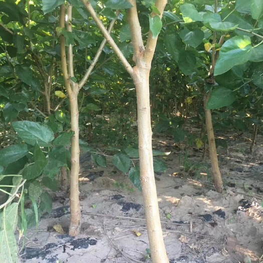 泊头市黑珍珠桑树苗
