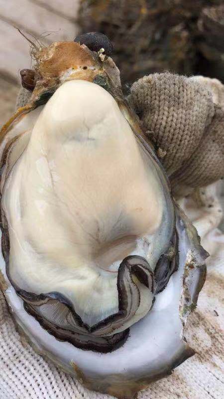 阳西县阳江生蚝 人工养殖 2-3两/只