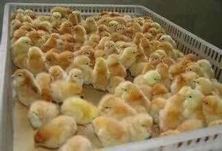 南宁三黄鸡苗 统货