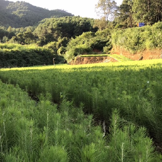 乐昌市湿地松树苗 湿地松苍劲而速生，适应性强，材质好，油脂产量高，是园林，造林