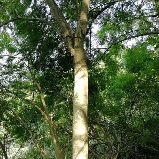 南宁普通蓝花楹 5米以上