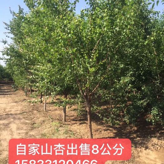 安国市山杏苗 山杏