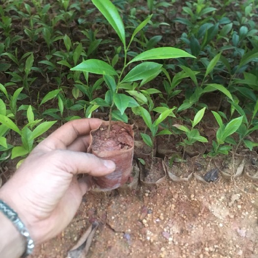 灵山县沉香苗 沉香小苗，大量批发，