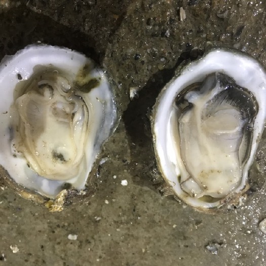 南宁北海牡蛎 北海铁山港蚝丁大量供应