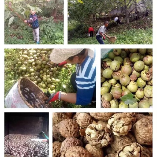 惠州 云南鞍山生态农产品的“六个核桃”