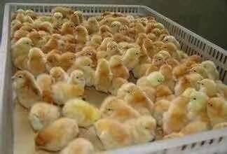 南宁三黄鸡苗 三黄鸡