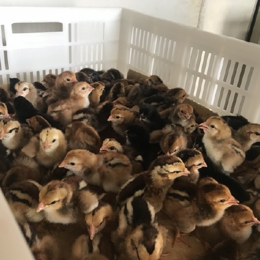 昆明 改良斗鸡苗，正规孵化公司，品质保证