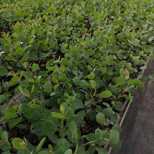 昆明 大量批发尤加利蓝宝贝 银世界 多花桉细叶 树苗