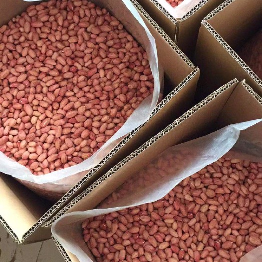 郑州花生种子 纯手工剥种  粒粒精捡 品质优