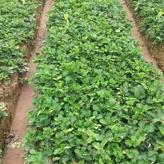 建德市小白草莓苗 10~20公分 地栽苗
