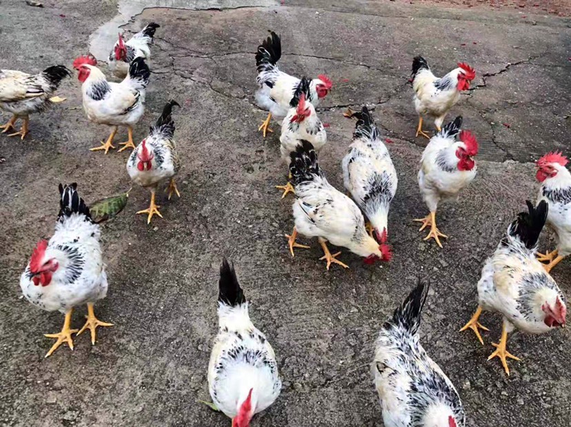  彩凤鸡苗，正规孵化场。品质保证，价格美丽