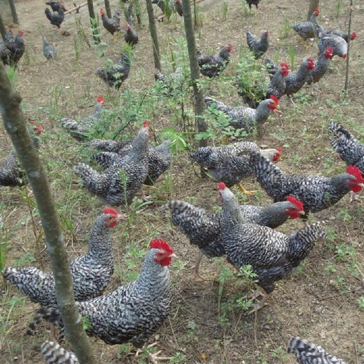 南宁 黑芦花鸡苗
