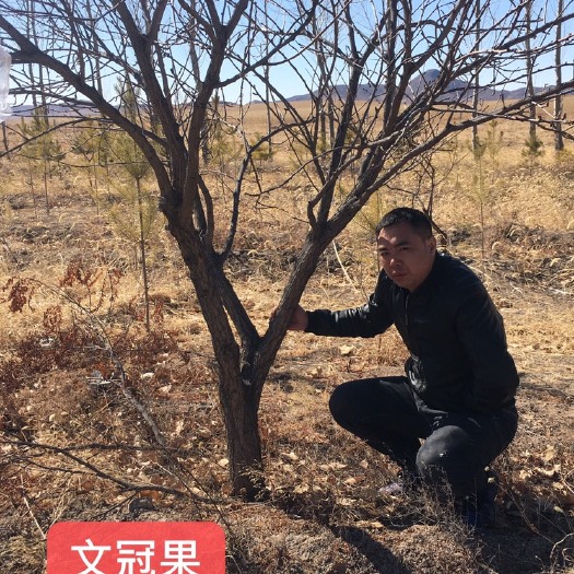 安国市文冠果树苗 文冠果