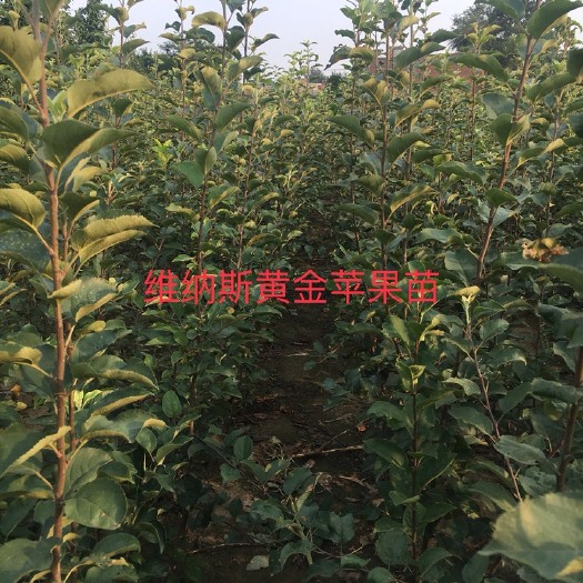 辛集市出售维纳斯黄金苹果苗，保证品种，八棱海棠根系