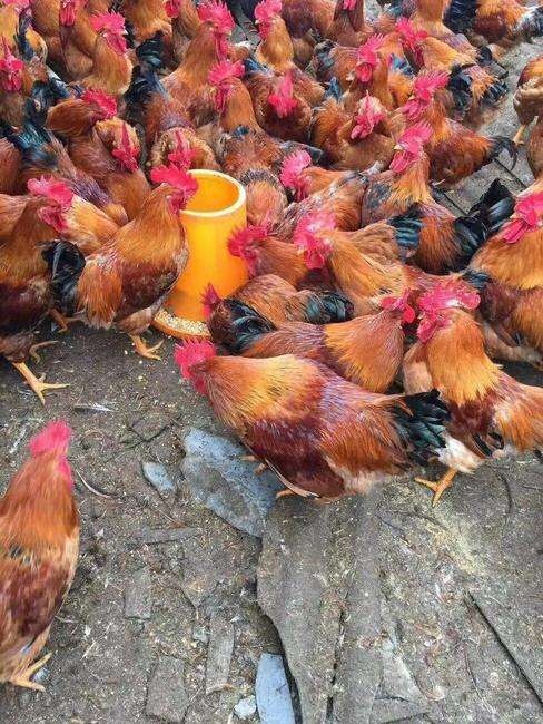 南宁 良凤花鸡苗