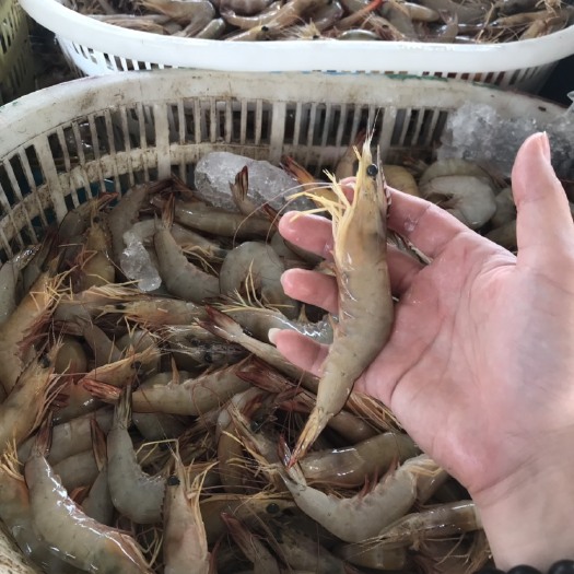 阳江明虾，白虾，14只一斤内，不要嫌贵是已捡出次虾。