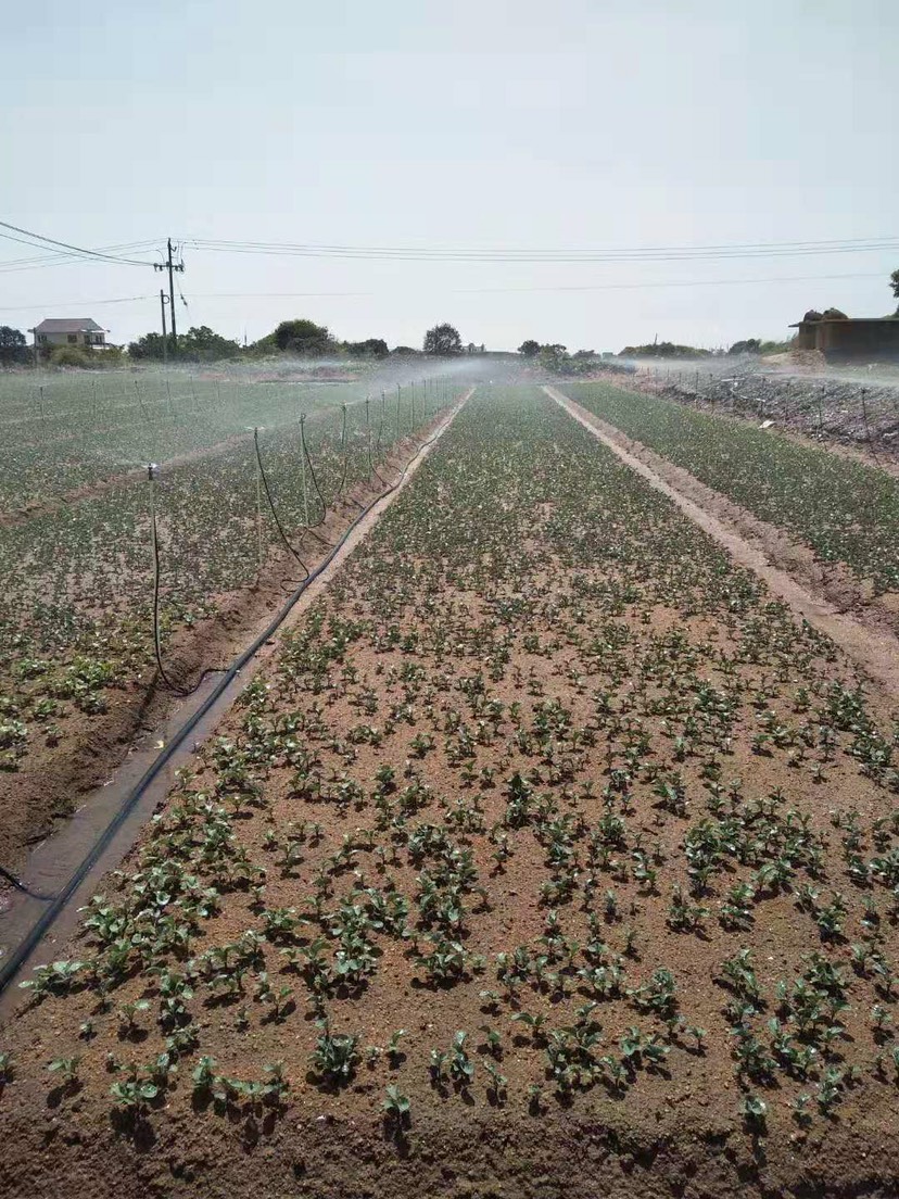 花椰菜苗 花菜苗 加上培育技术（福建省内价格更优惠）