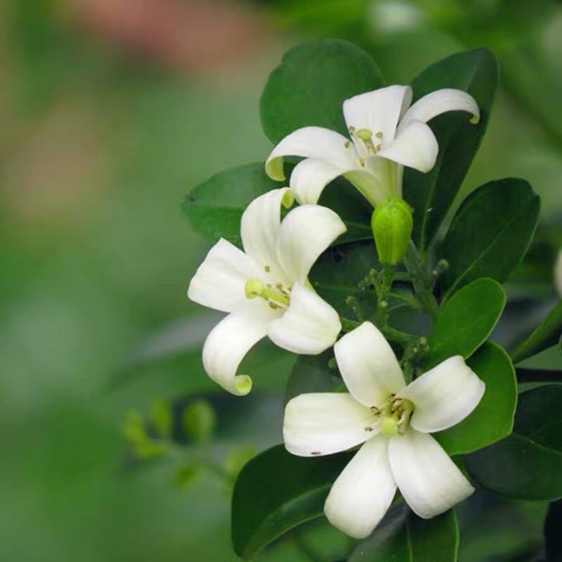  九里香花苗盆栽带花浓香型花卉室内四季浓香植物客厅净化空气盆景