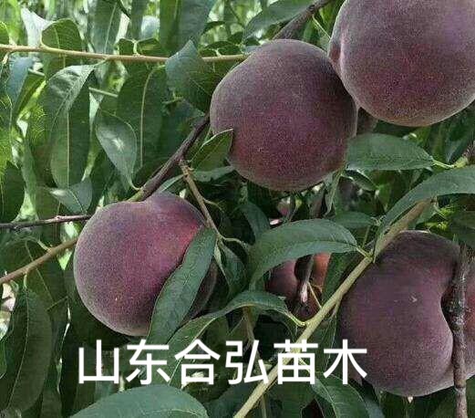 黑桃苗 正品 包存活