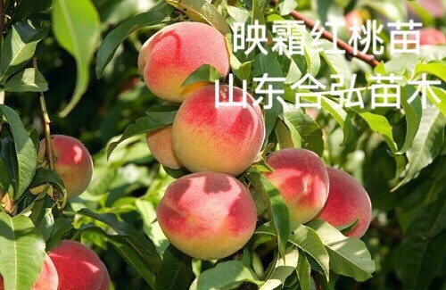 平邑县映霜红桃苗 实拍基地现货现挖