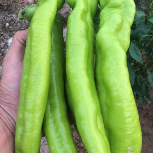 青州市二荆条辣椒 20cm以上 中辣 靑色