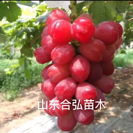 平邑县浪漫红颜葡萄苗