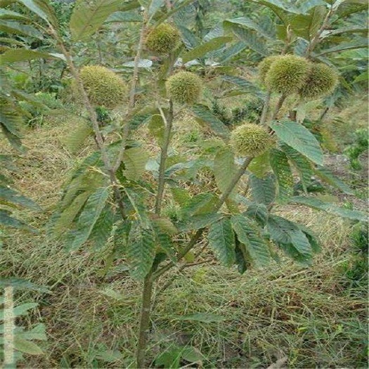 苍溪县大红袍板栗苗 两年苗，包成活