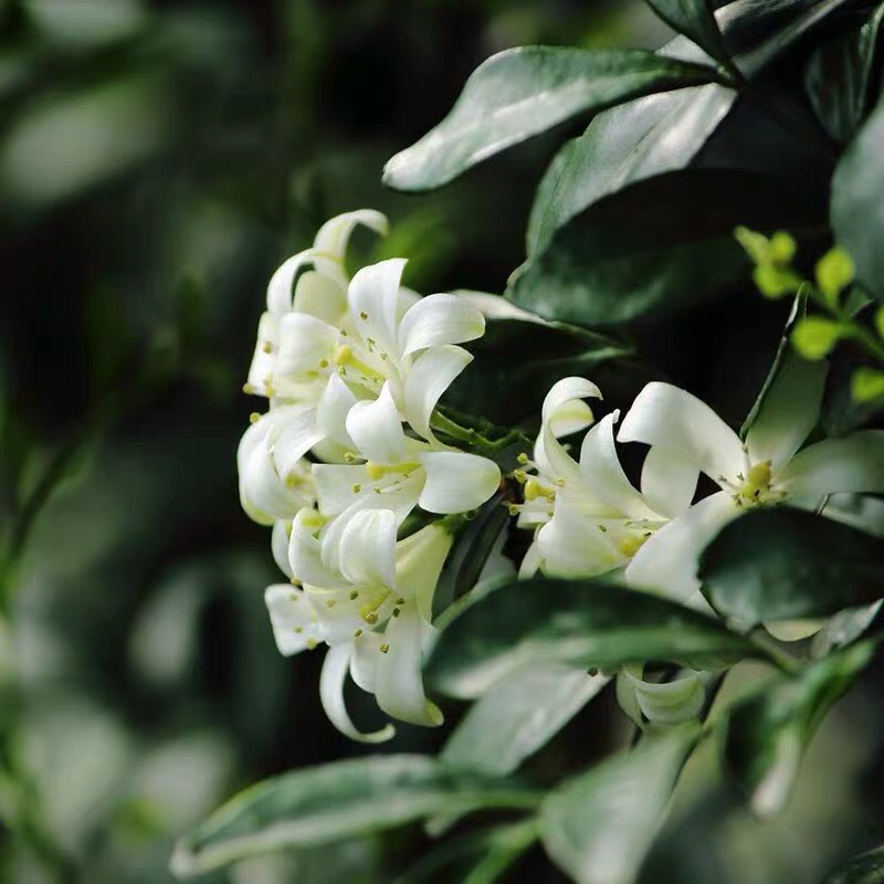  九里香花苗盆栽带花浓香型花卉室内四季浓香植物客厅净化空气盆景