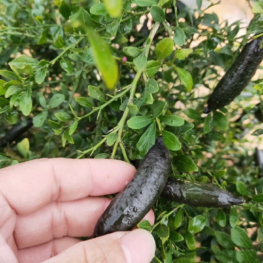  澳洲手指柠檬苗