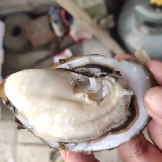 广州珠海生蚝 4-5两/只 人工养殖