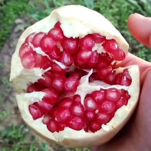 西安 临潼石榴