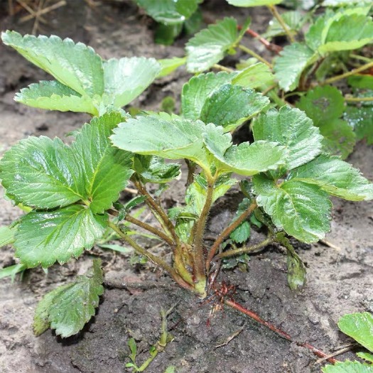 平邑县 草莓苗 四季草莓苗 奶油草莓