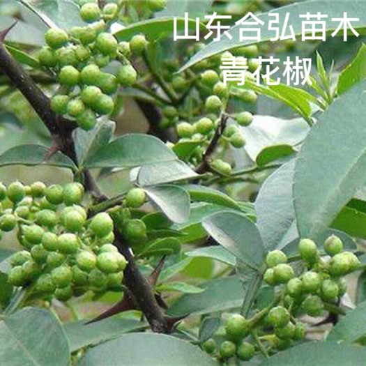 平邑县青花椒苗 所销售的每一棵果苗都是现挖现卖 每一棵根保湿沾泥浆包存活死苗
