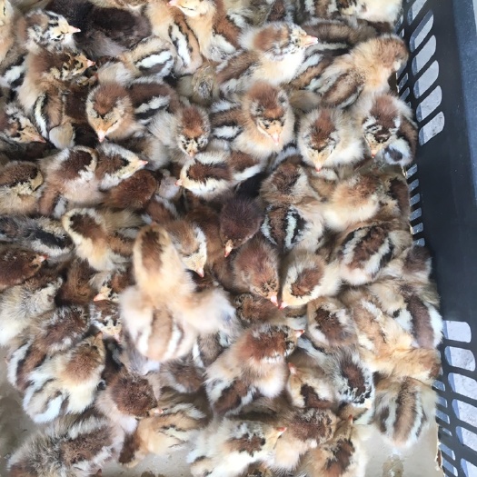 南宁良凤花鸡苗