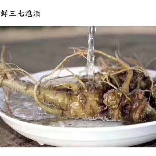 文山市景天三七 今天刚刚出地的新鲜三七