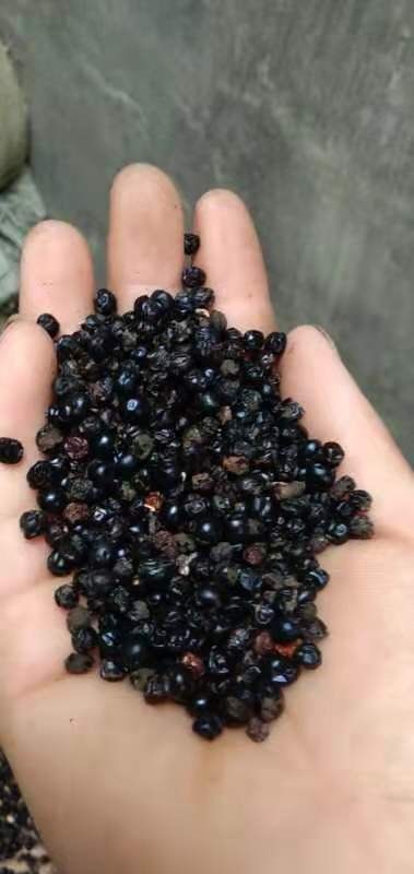 商丘 射干，射干籽