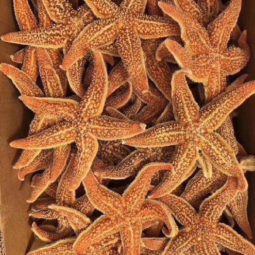 成都 海星
