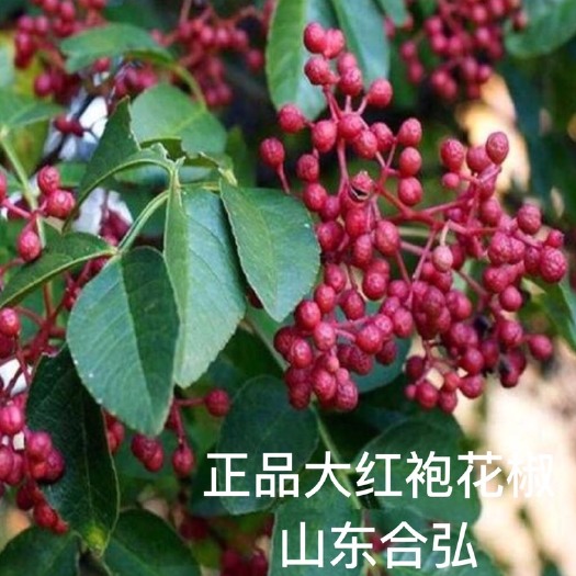 平邑县大红袍花椒苗