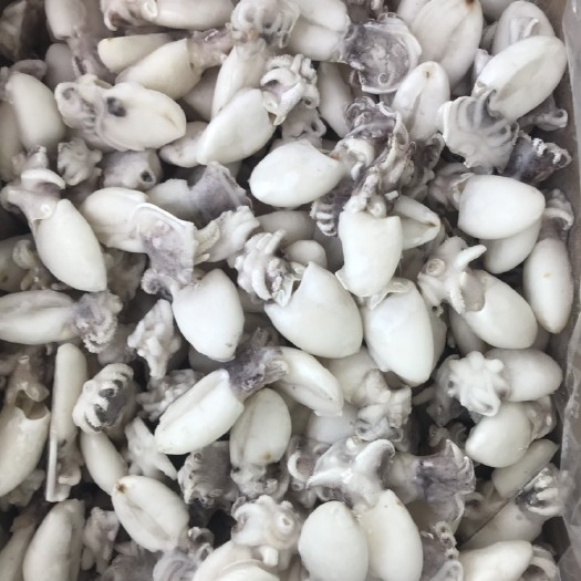 成都干冰墨鱼仔 6080