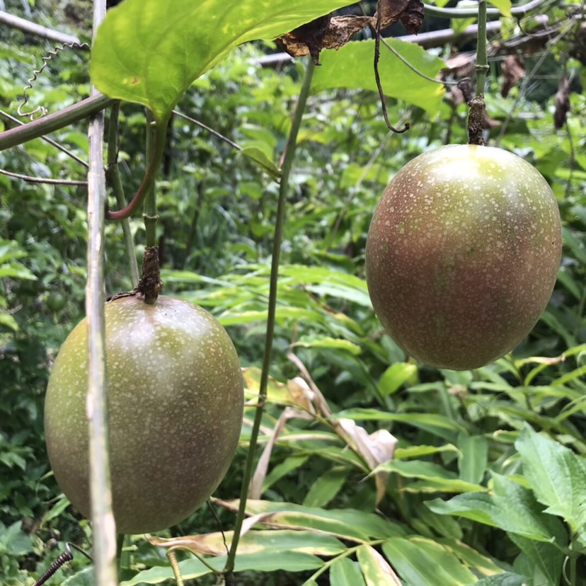  西雙版納滿天星百香果