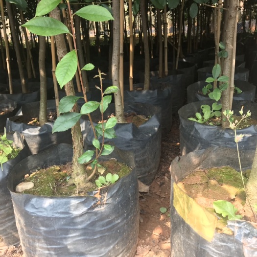 宜良县 米径3公分球花石楠30袋